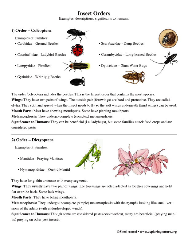 Insect Orders (Grade 7+)