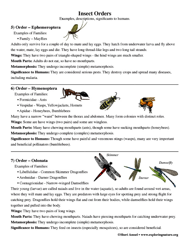Class Insecta Orders