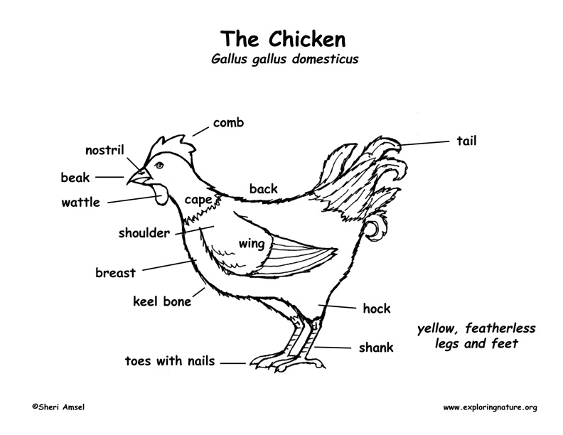 Chicken