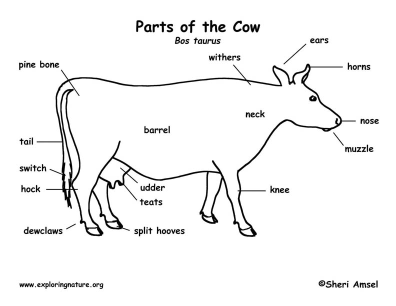 Parts Of A Cow Diagram