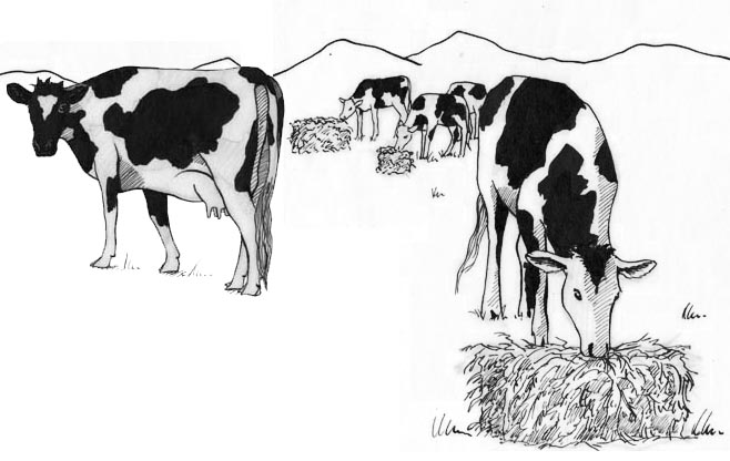Cow