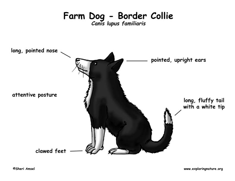 Border Collie Names