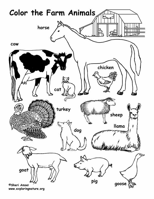Farm Coloring Farm Coloring