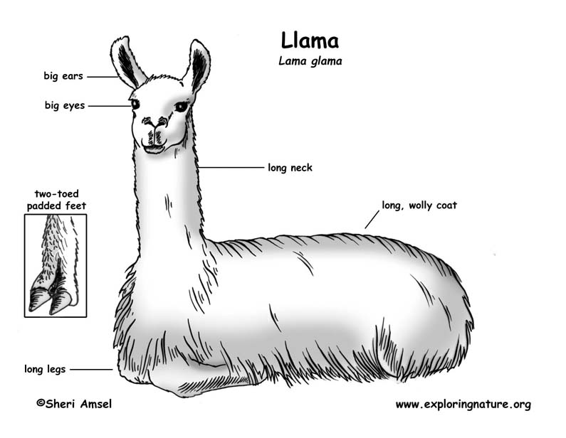 Llama stomach diagram labelled 