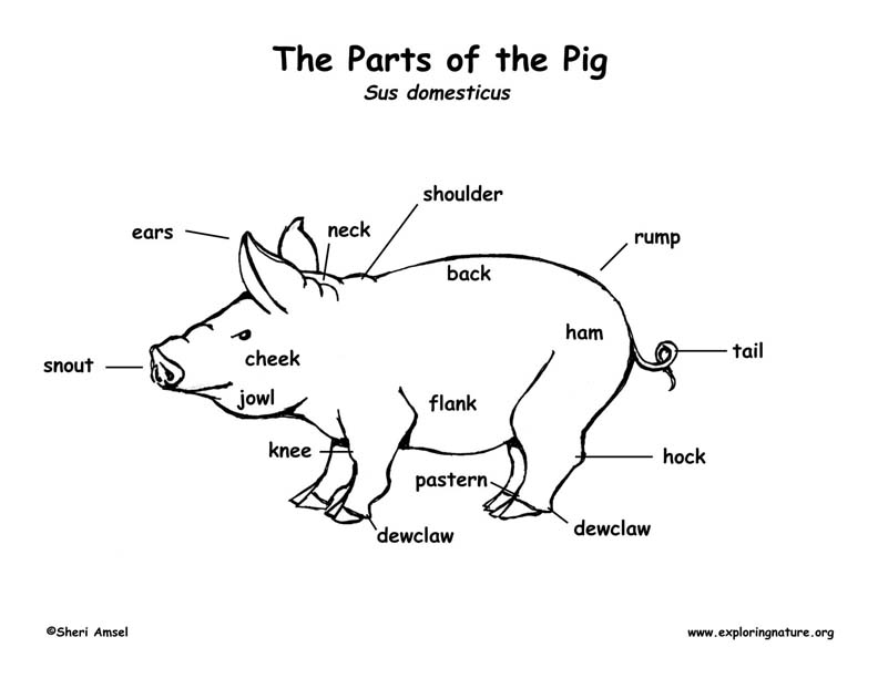 Pig