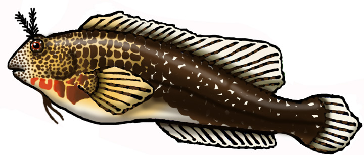 Bay Blenny