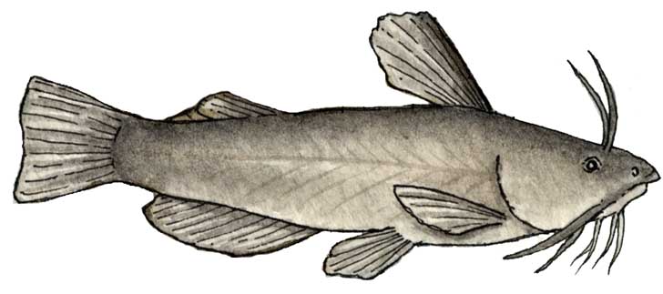 Bullhead (Yellow)