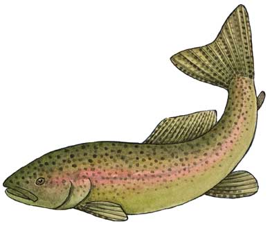 Trout (Rainbow)