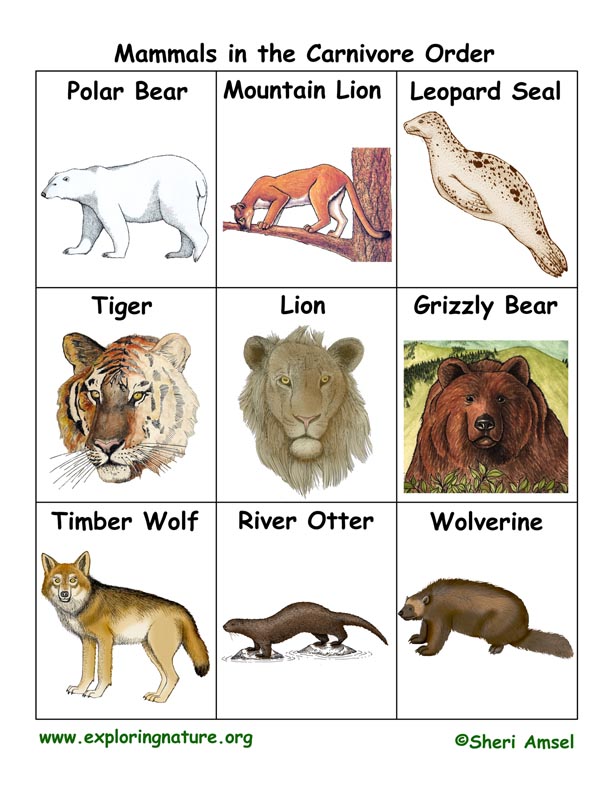 Carnivore Flashcards Carnivore Flashcards