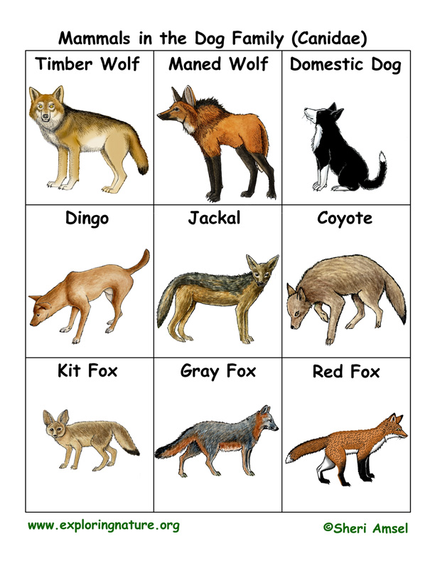 Dog Family Flashcards Canidae dog-family-flashcards-canidae