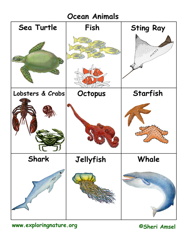 ocean-animal-flashcards