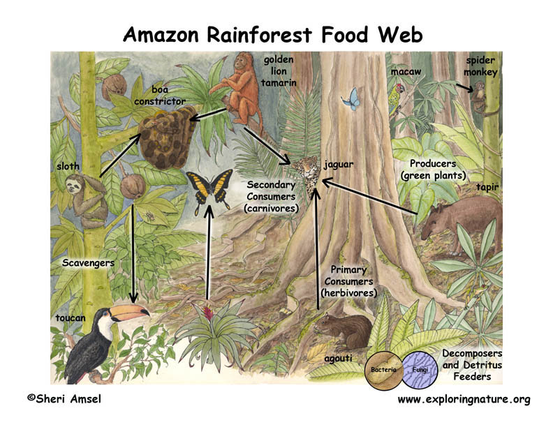 Food Web In Tropical Rainforest