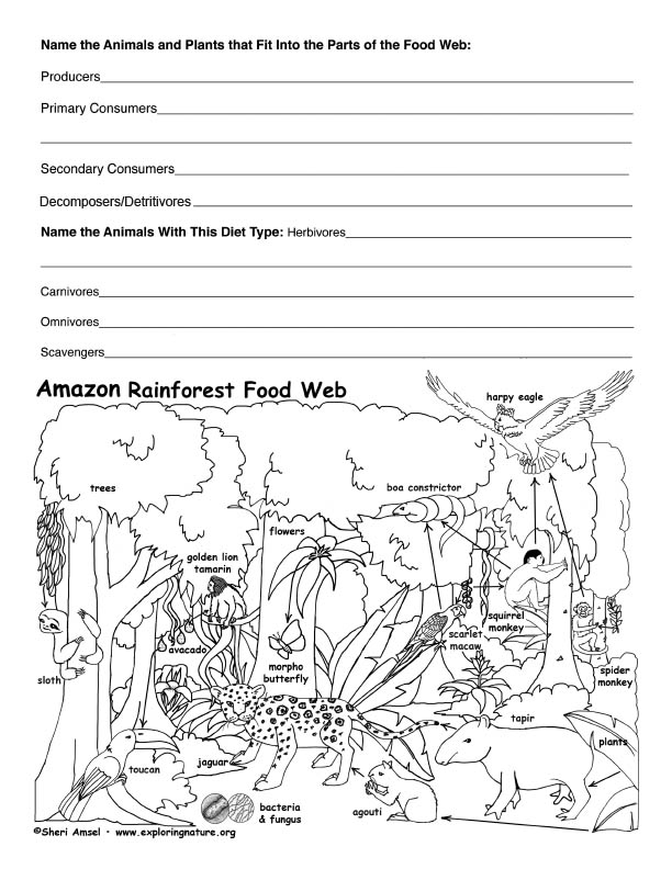 Amazon Rainforest Food Web Activity