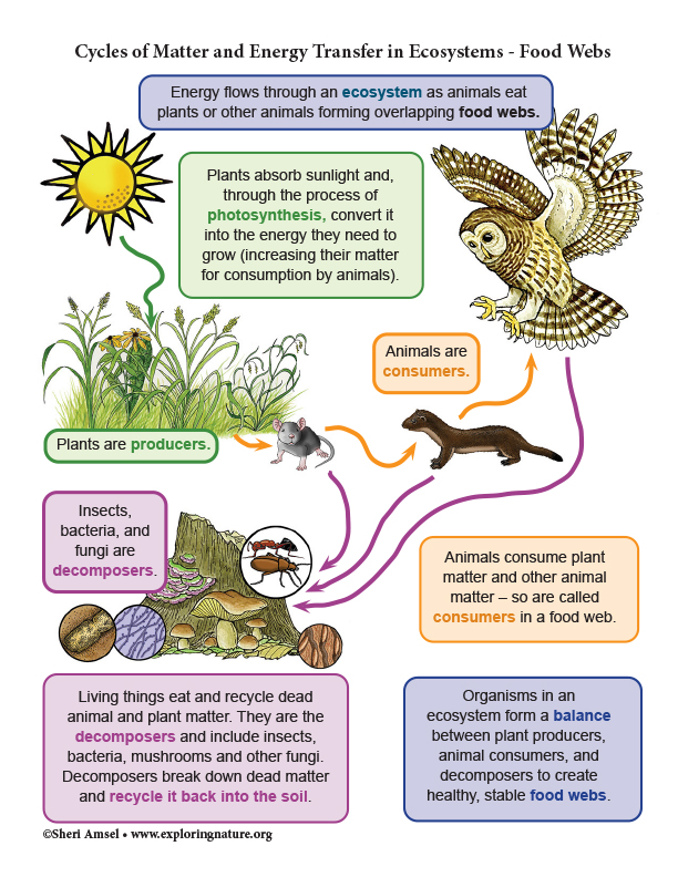 energy flow in ecosystem essay