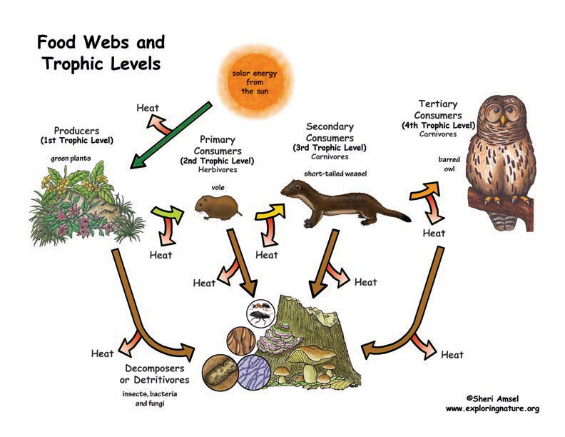 About Food Webs And Trophic Levels