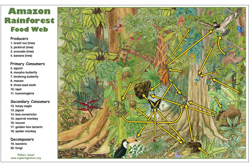 Amazon Rainforest Food Web Activity