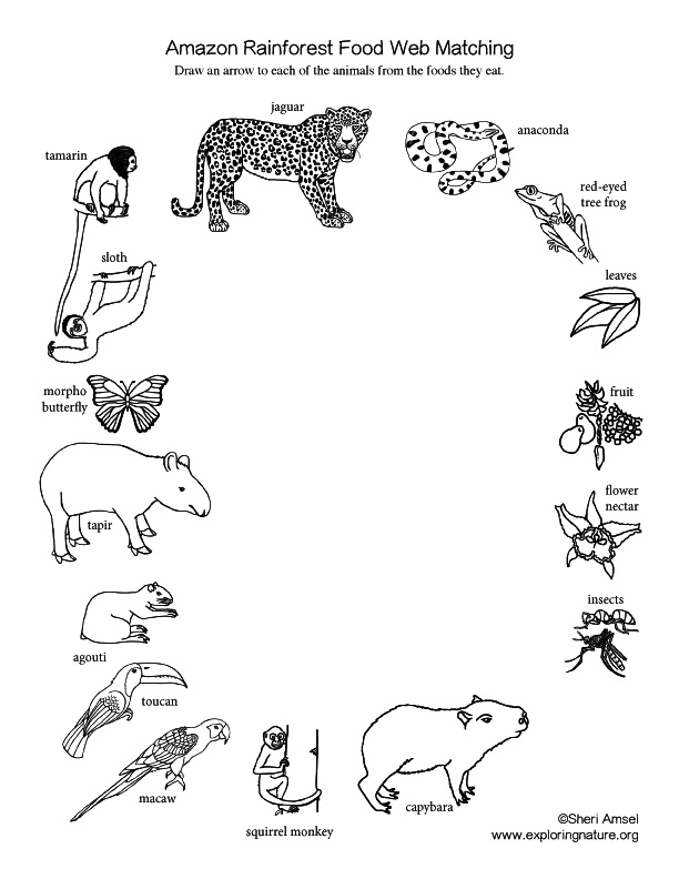 Amazon Rainforest Food Web Matching Activity