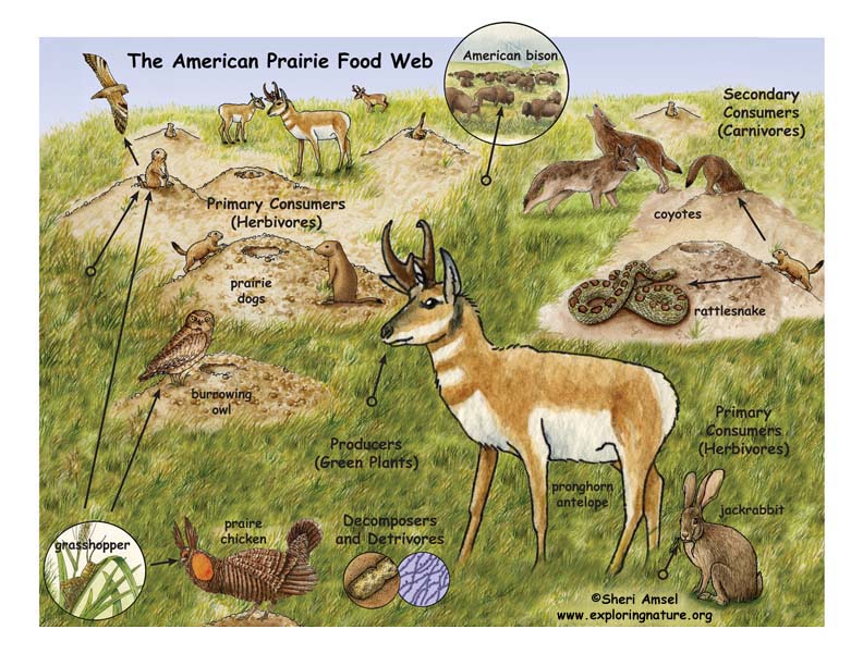 Image result for food chain prairie