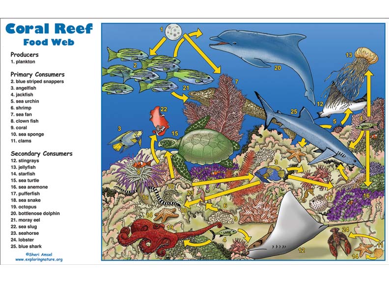 Coral Reef Food Web Activity