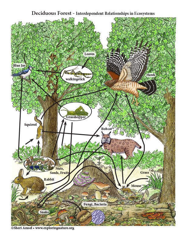 Deciduous forest interdependent relationships in ecosystems activity