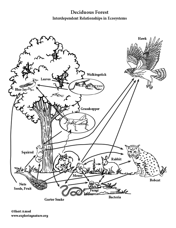 Deciduous Forest - Interdependent Relationships in Ecosystems Activity (6-8 Grade NGSS)
