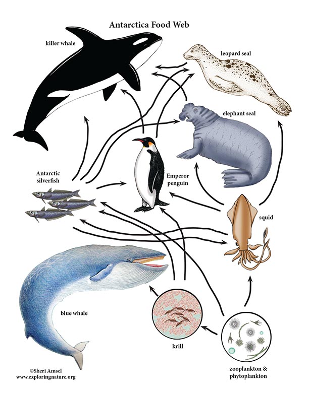 emperor penguin food chain