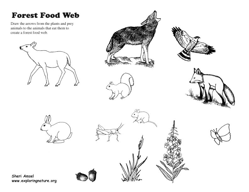 Food Web Activity and Teaching Visual Aid (Models)