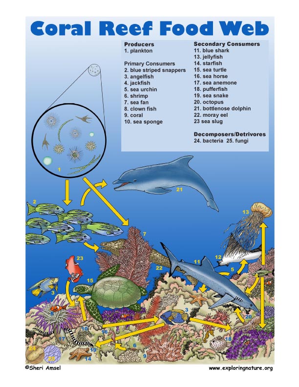 pacific ocean animals food chain