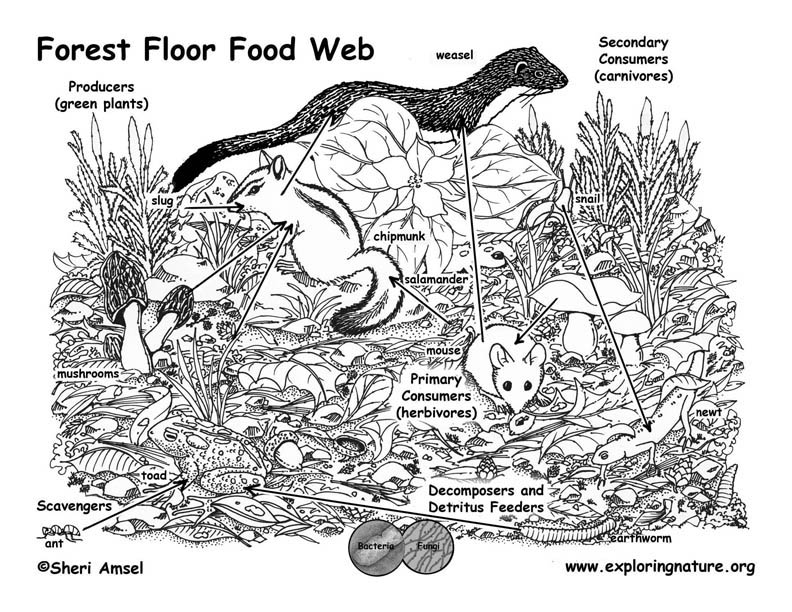 forest food web examples