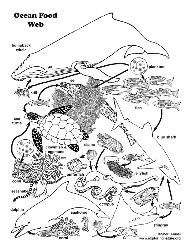 ocean food web coloring page