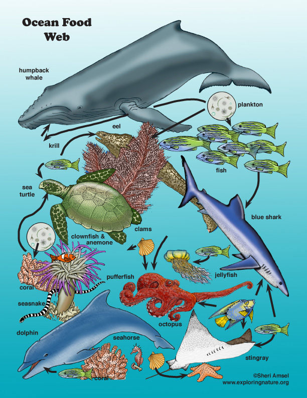 Ocean Food Web