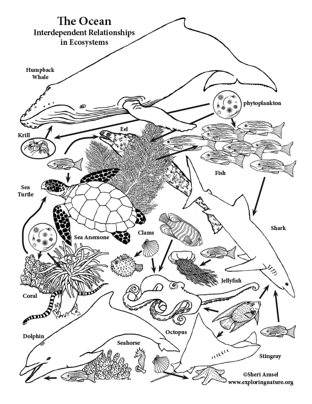 Ocean interdependent relationships in ecosystems activity 6 8 grade