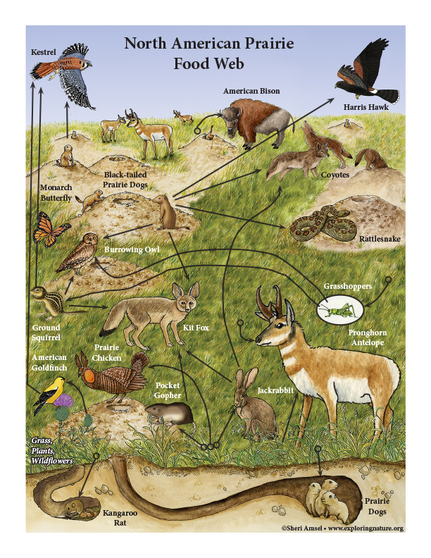 Prairie - Interdependent Relationships in Ecosystems Activity (6-8 Grade NGSS)