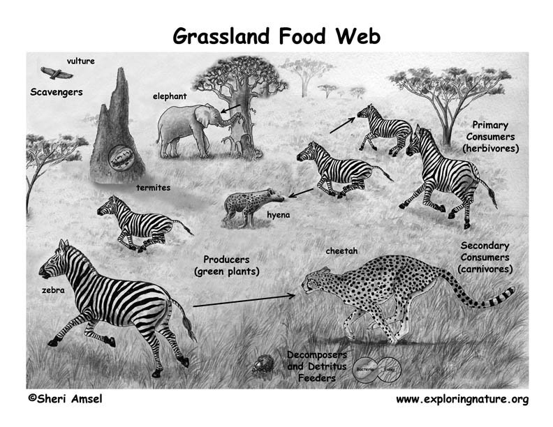 African Grassland (Savanna) Food Web