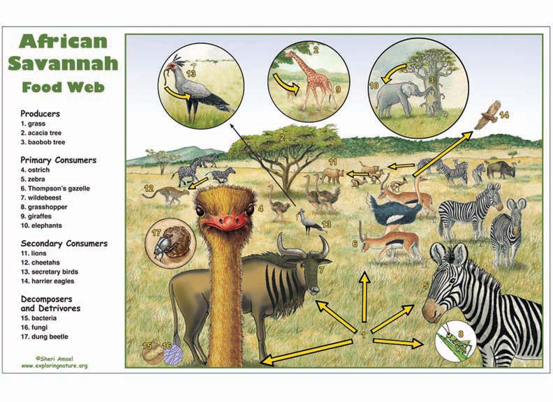 African Savannah Food Web Activity wild pig anatomy diagrams 