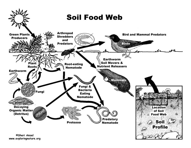 Soil Food Web soil-food-web