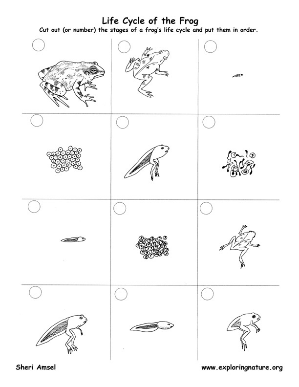 frog Life Cycle – Activity