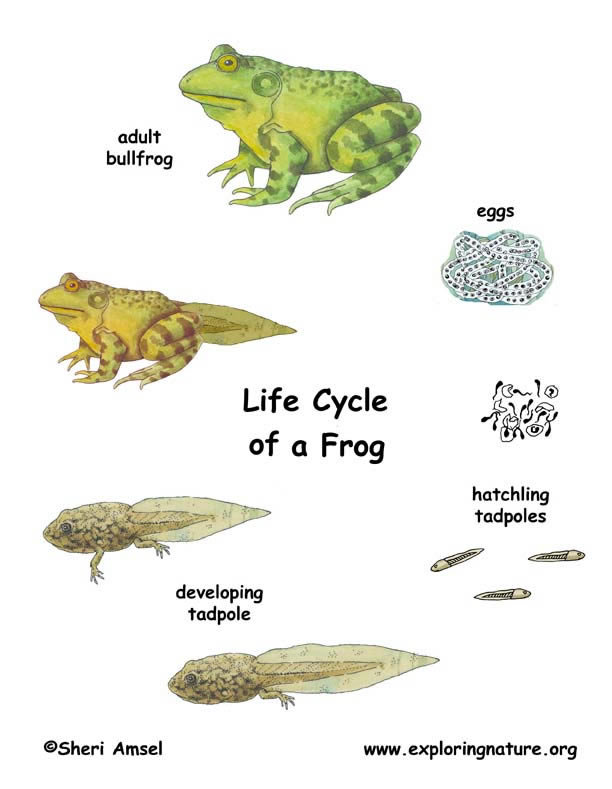 What is a cougar's life cycle?