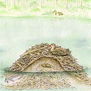 Match The Animals To Their Homes Game