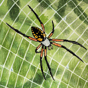 Predator Prey Matching Game