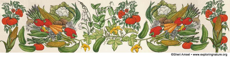 Gardening Header Picture, garden, growing vegetables, 