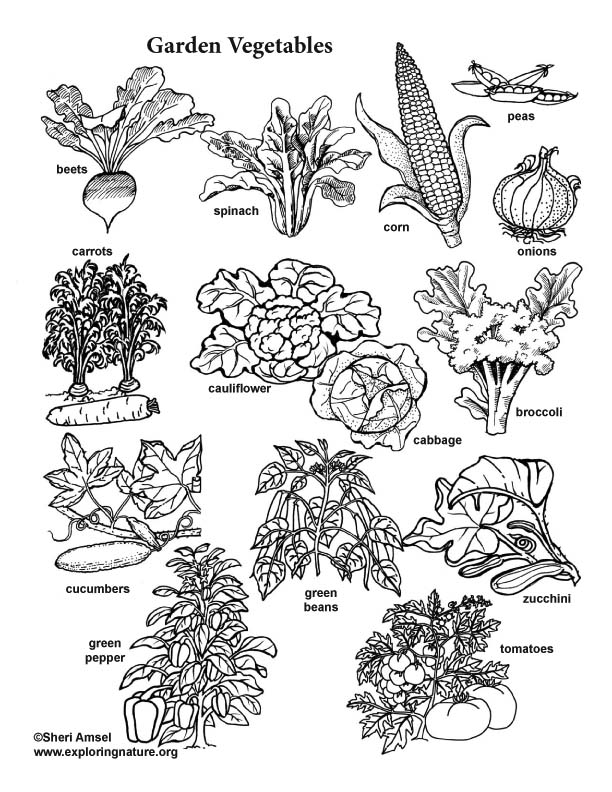 Download Garden Vegetable Visual Guide and Coloring Page