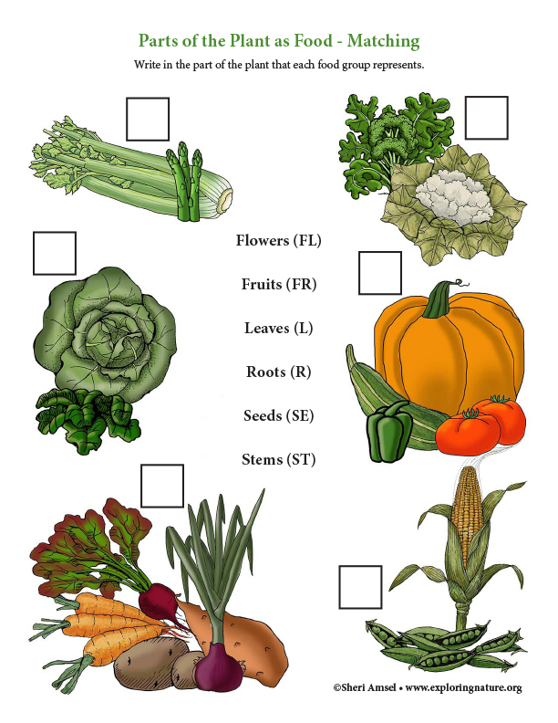 Parts of the Plant as Food Matching (and Color Diagram)