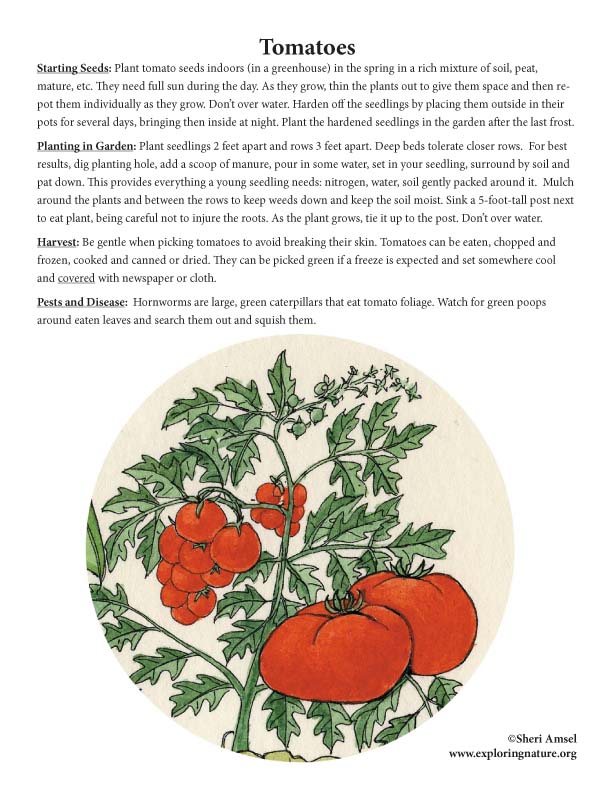 omatoes - Planting, Harvesting, Pests and Diseases