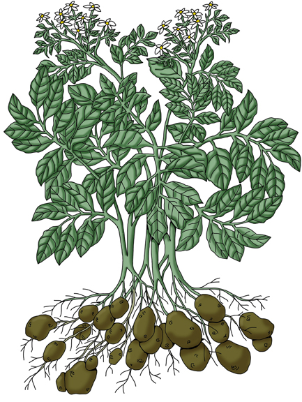 Potatoes - Planting, Harvesting, Pests and Diseases