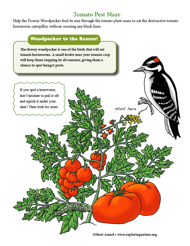 Tomato Plant Pest - Maze