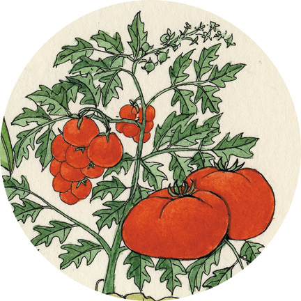 Tomatoes - Planting, Harvesting, Pests and Diseases