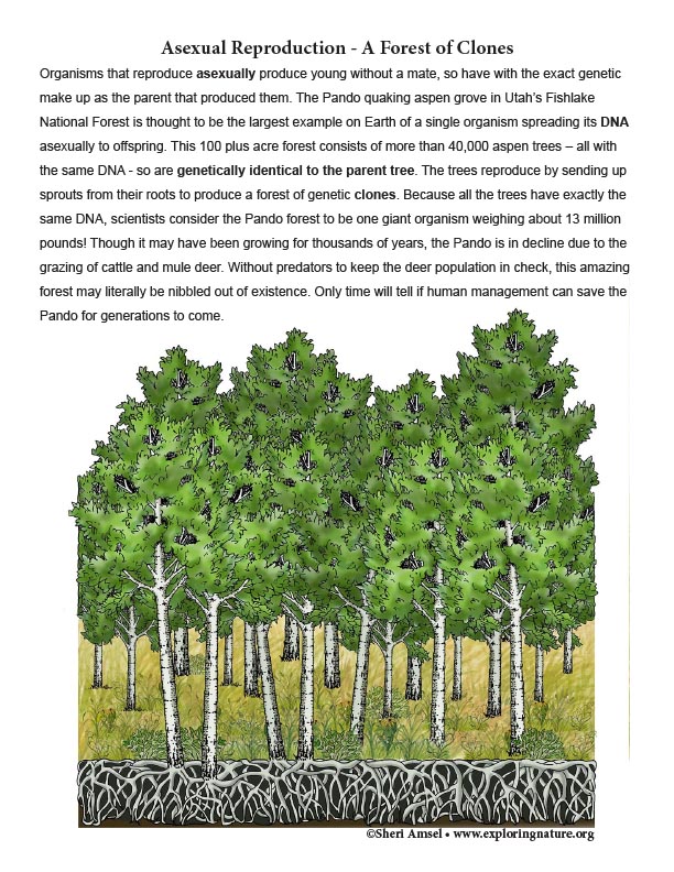 Asexual Reproduction - A Forest of Clones 