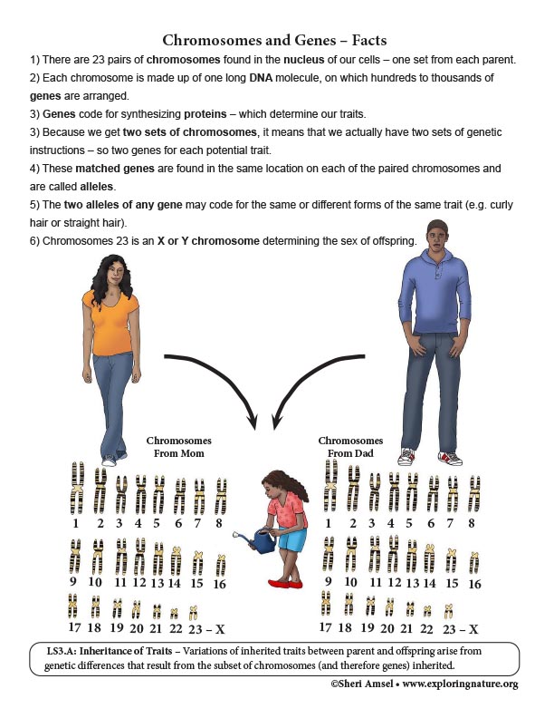 Chromosomes and Genes – Facts Chromosomes and Genes – Facts