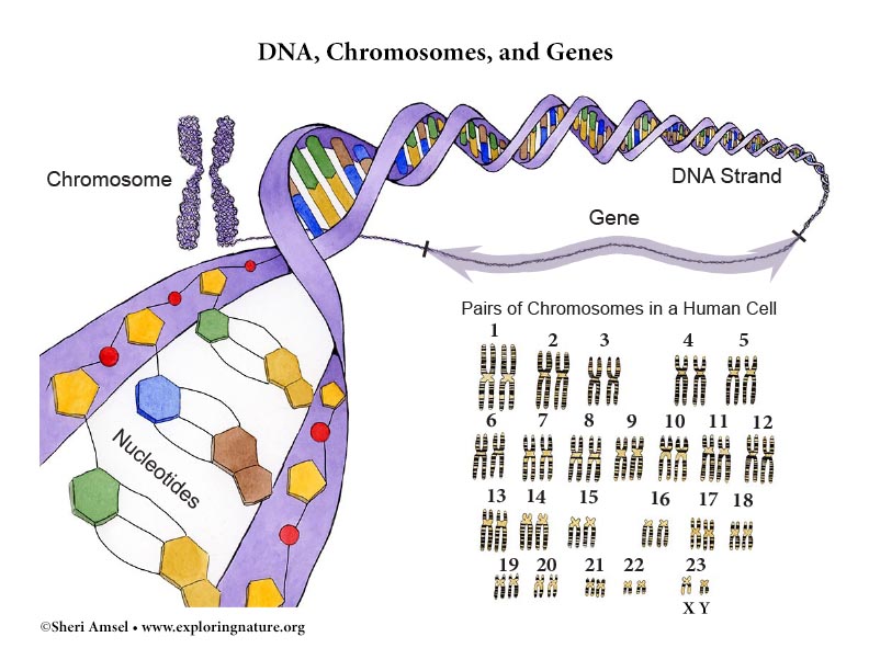 DNA, Chromosomes, and Genes - Illustrated